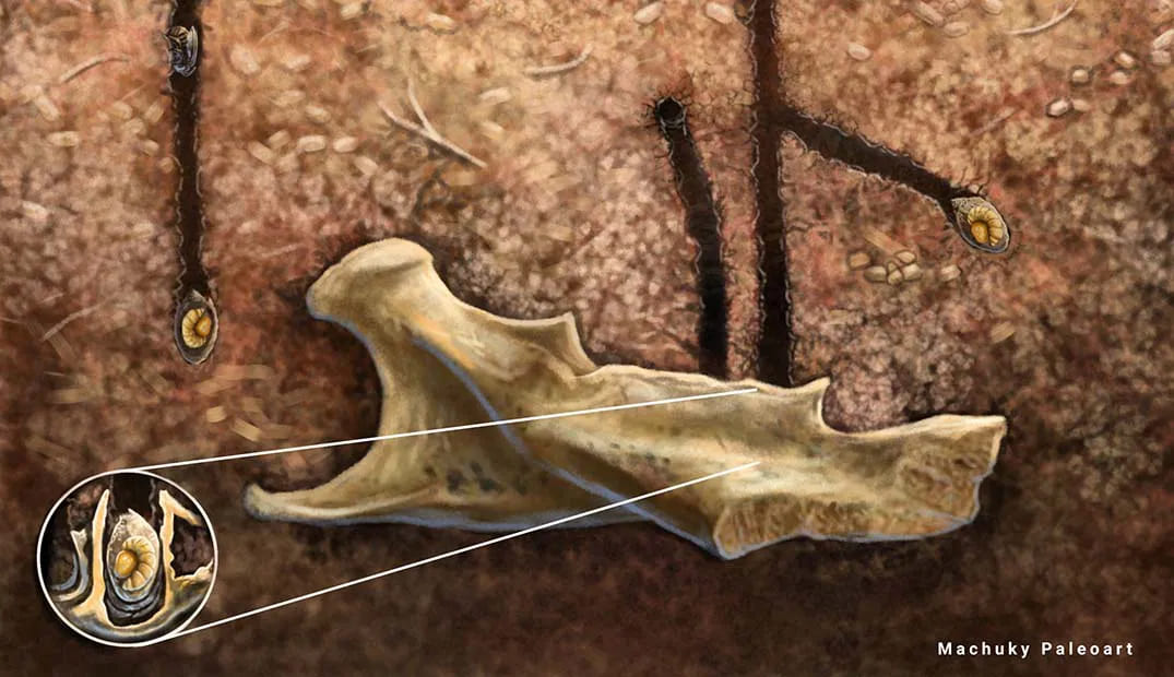 В костях древних животных нашли первые в мире гнезда пчел