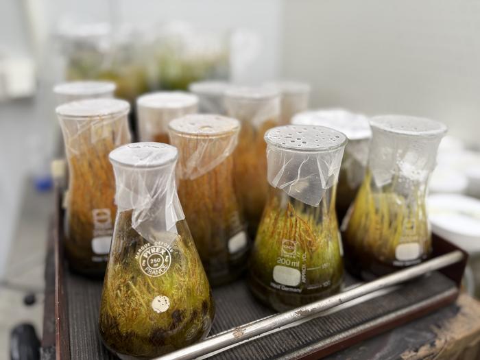 Ученые обнаружили необычную способность мха поглощать токсичные металлы из воды без затрат энергии