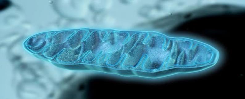 Учёные: сложная жизнь на Земле могла зародиться на миллиард лет раньше