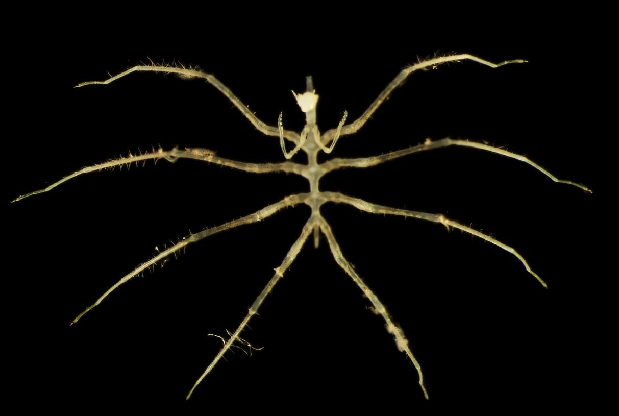 Уникальные глубоководные виды обнаружены во время испытаний по добыче полезных ископаемых на дне Тихого океана