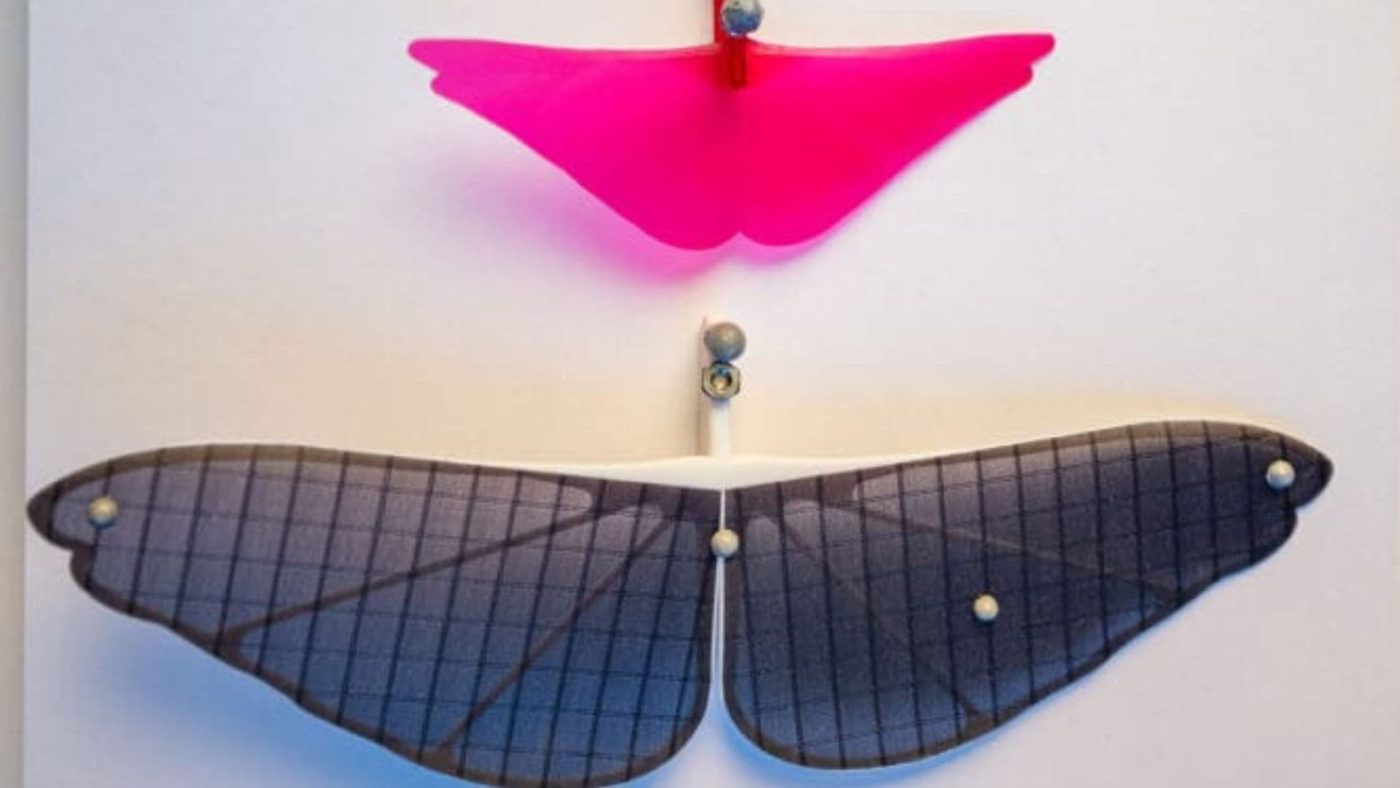 Инженеры разработали новую конструкцию крыла для миниатюрных роботов, вдохновленную планирующим полетом саранчи