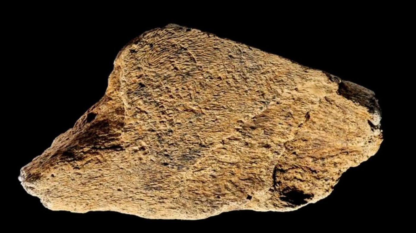 Древний молоток из кости слона говорит о навыках первых людей