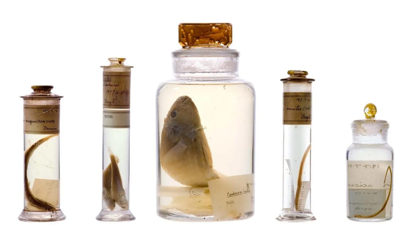 Лазер заглянул внутрь вековых музейных банок, сохранив их целостность